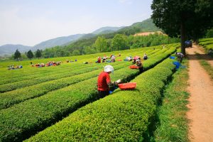 Migrant workers harvest tea leaves on a farm in South Korea.