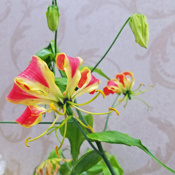 15_Cut-Flowers