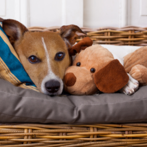 Read Northlands' advice on dog neutering