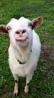 500x200 (22).gif