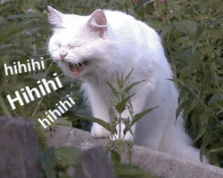 500x200 (55).gif