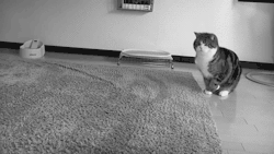 500x200 (21).gif