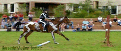 500x200 - 2019-05-14T235527.235.gif