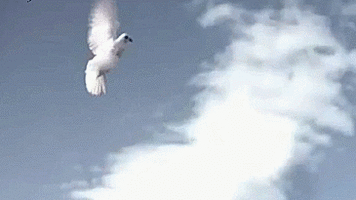 500x200 (61).gif