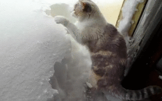 500x200 (63).gif
