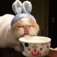 500x200 (23).gif