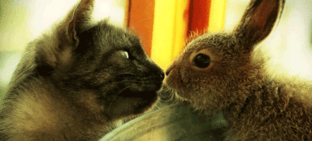 500x200 (67).gif