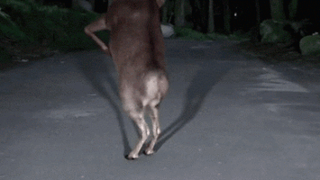 500x200 (62).gif