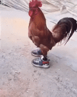500x200 (58).gif