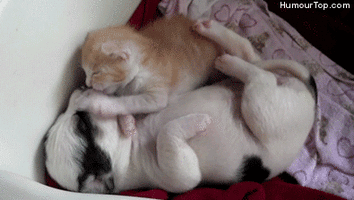 500x200 (74).gif