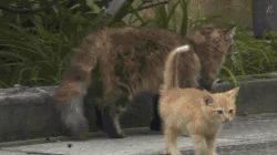 500x200 (77).gif