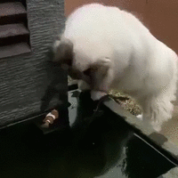 500x200 (17).gif