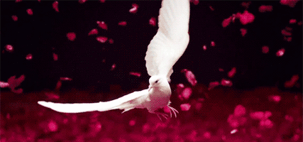 500x200 (43).gif