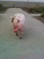 500x200 (5).gif