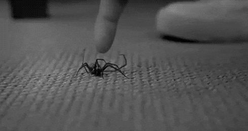 araignc3a9.gif