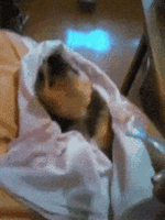 500x200 - 2019-05-14T223646.258.gif