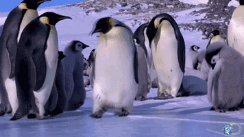 500x200 (97).gif