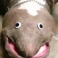 500x200 (93).gif