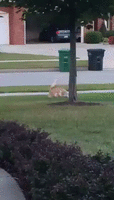 500x200 (87).gif