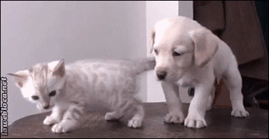 500x200 (75).gif