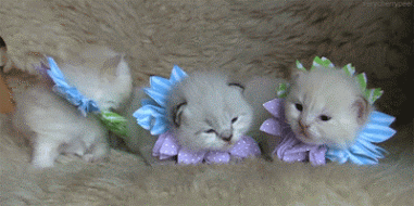 500x200 (70).gif