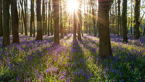THE seasonal experience: BLOOM