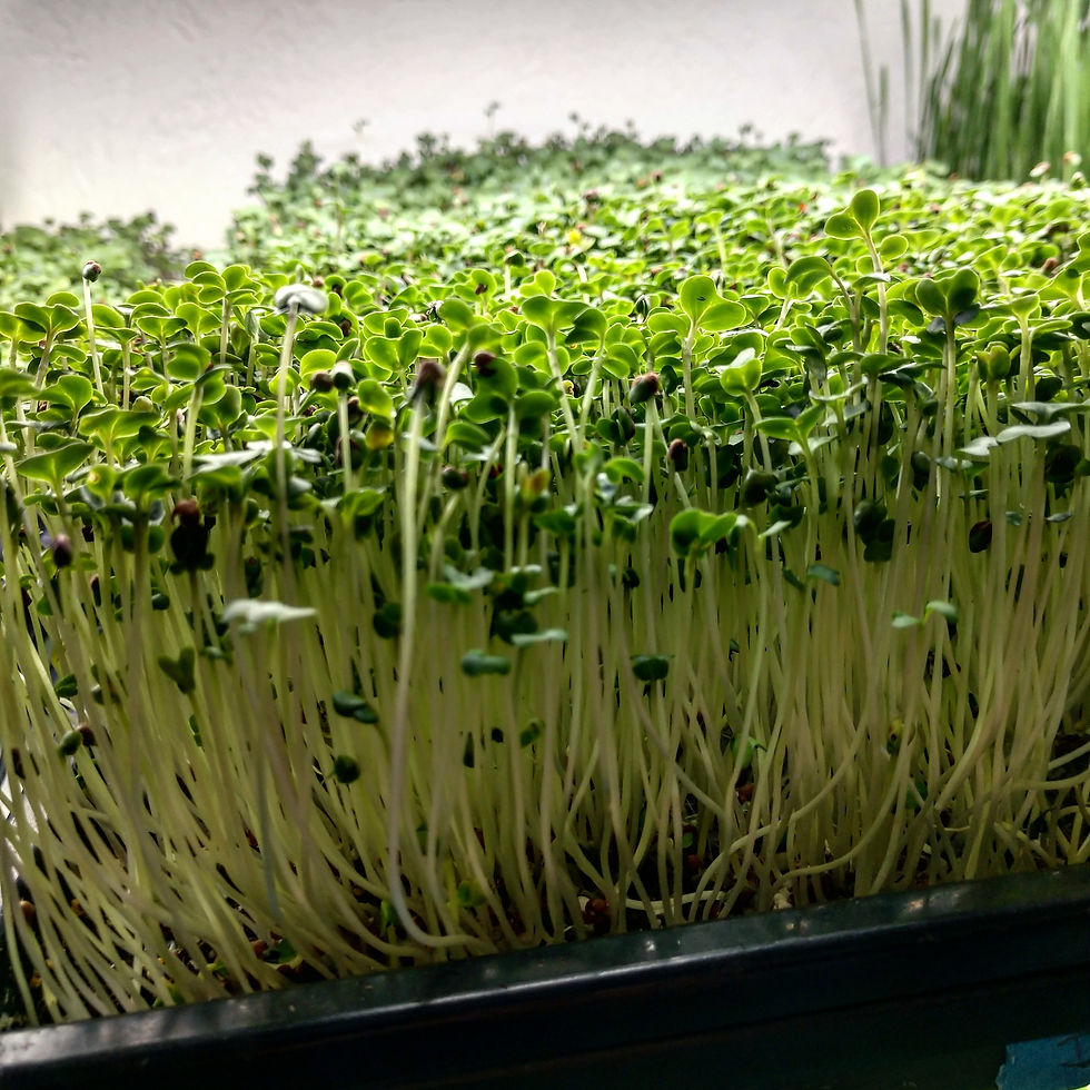 Broccoli microgreens