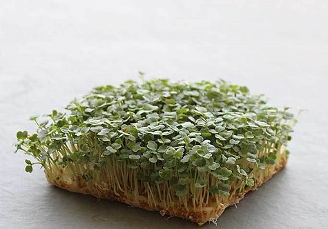 arugula-hydro-microgreens-wm_700_800x.jpg