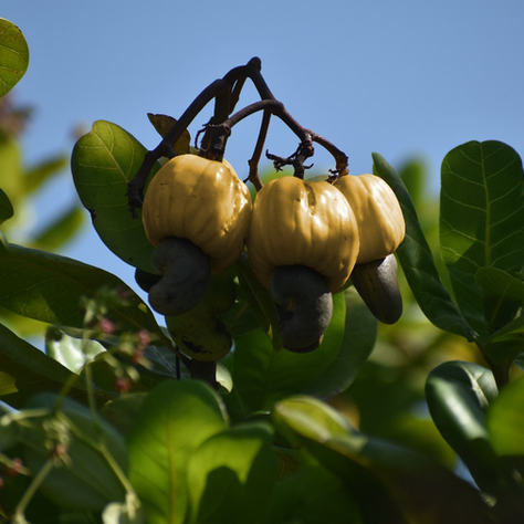 Plantulas de Clon de Yoparé: Preservación y Cultivo