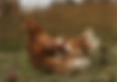 aves_test.jpg