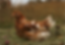 aves_test.png