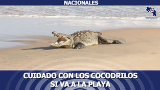 Cuidado con los cocodrilos si va a la playa 