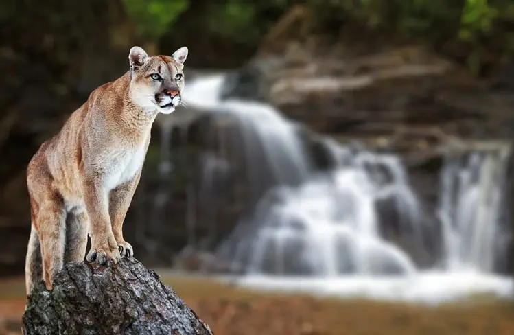 puma.webp
