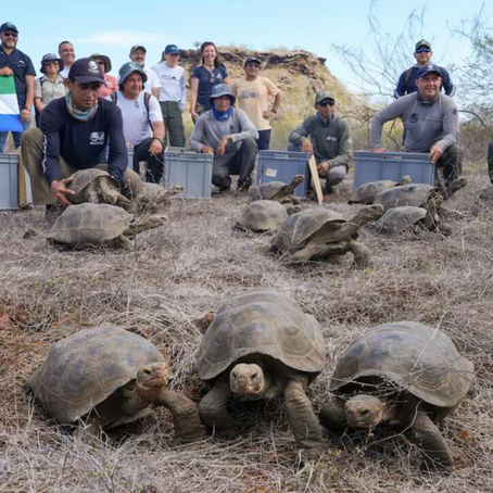 Giant Tortoise Returns to Galápagos