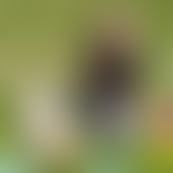 Dog’s Disc Scouting Skills