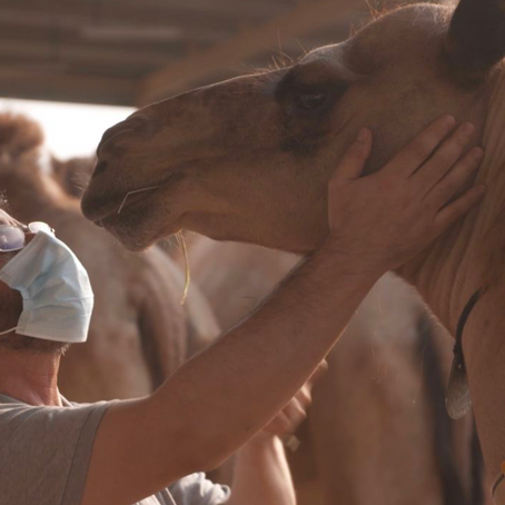 Cloning Camels