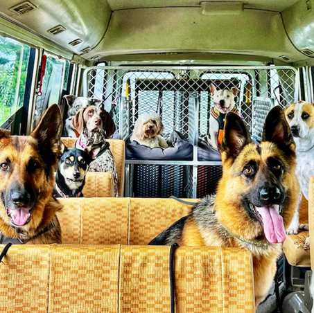 Dog Daycare Builds Community