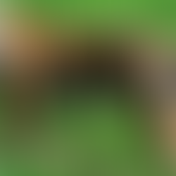 Hope For Tiger Population