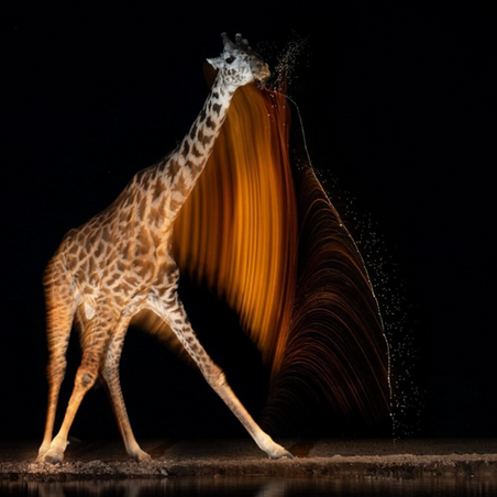 Photos Fund Wildlife Conservation 