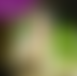 Cat Walking Students to School