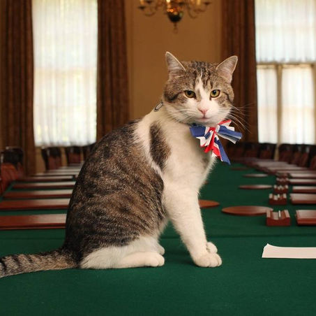 Larry the Cabinet Cat 