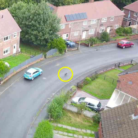 Saving Dogs with Drones