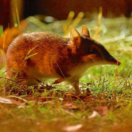 Australian Bandicoot Recovers From Extinction