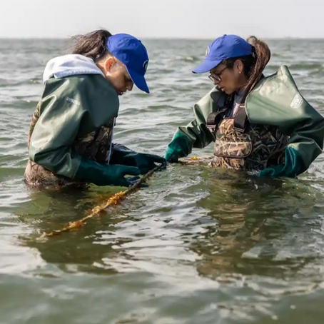 Nuns and Natives Start Kelp Farm