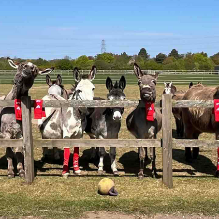 Football Club Donates to Horses