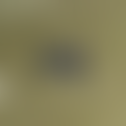 Sea Turtle Lays Eggs 