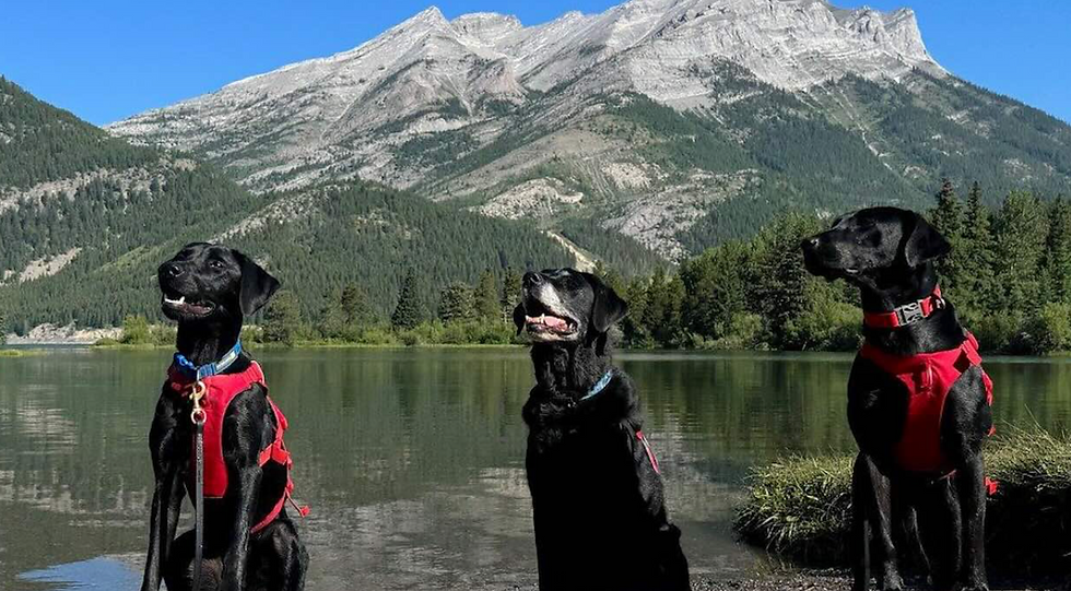 Conservation K-9s Find Invasive Mussels