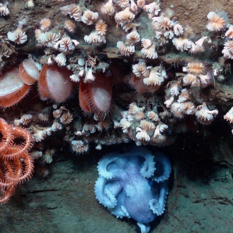 New Marine Sanctuary Proposal
