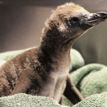 Same Sex Penguin Couple