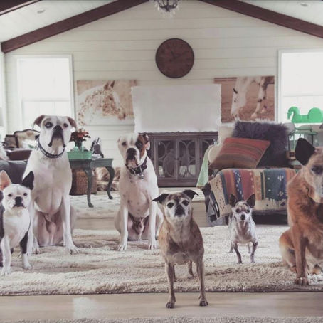 Christina Lee: Founder and President of Deaf Dogs Rock